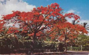 Jamaica - Royal Poinciana Flaming Tree