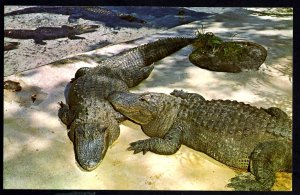 Florida Alligators as seen at Weeki Wachee, Spring of the Live Mermaids ~ Chrome