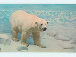 Polar Bear At Vanderbilt Museum Long Island - Centerport New York NY hr0264