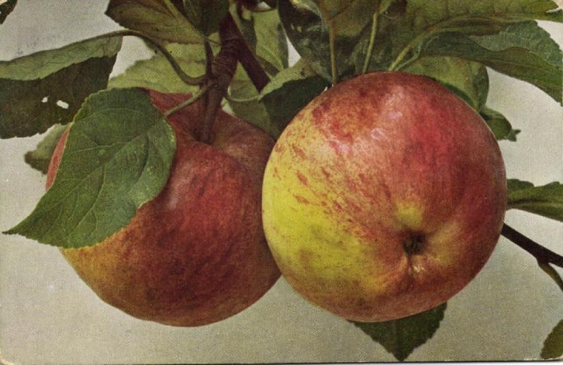 Fruit Fruits Postcard, Royal Short Shaft Apple (1910)
