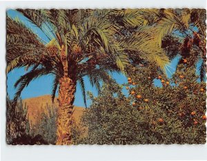 Postcard Fruits From The Valley Of The Sun, Phoenix, Arizona