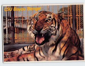 Postcard LSU Bayou Bengal Beautiful Siberian Tiger Mike Baton Rouge Louisiana