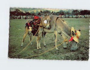 Postcard Donkey & fool costumed for the Donkey Races, U. S. Virgin Islands