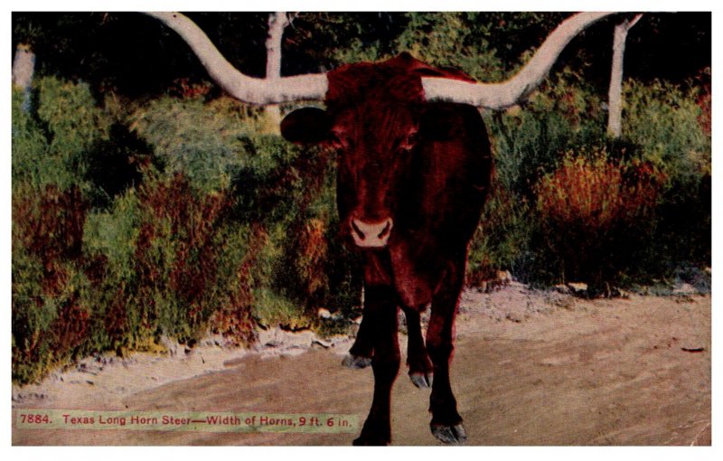 Texas Long Horn Steer , width of Horns  9 ft 6 in