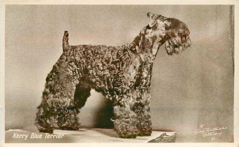 1930s Kerry Blue Terrier interior Withers RPPC real photo postcard 12637