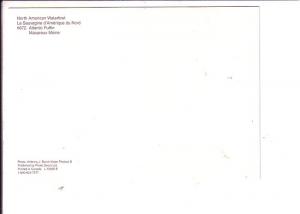 Atlantic Puffin, North American Wildlife