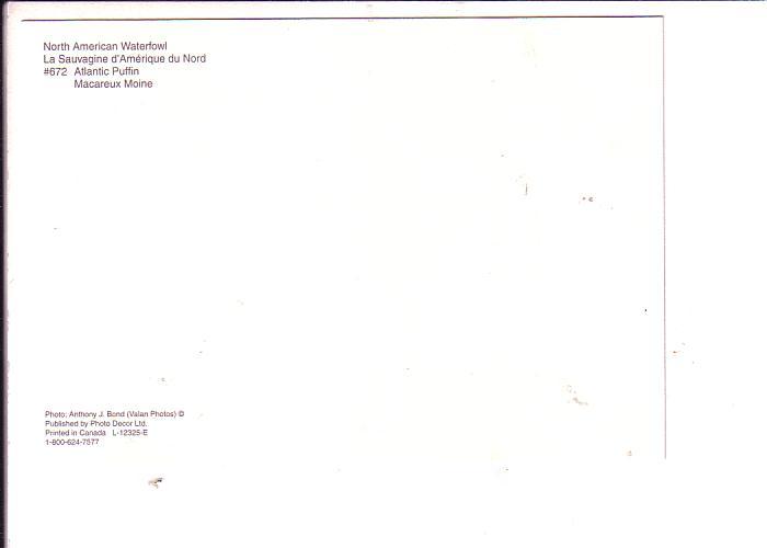 Atlantic Puffin, North American Wildlife