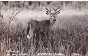 Michigan Newberry Deer In The Velvet Real Photo