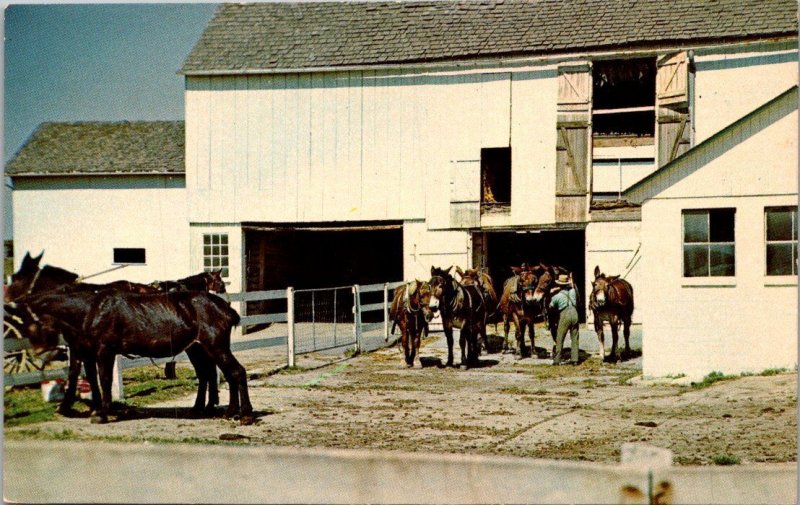 Pennsylvania Amish Country Amish Man Preparing His Mule Team For Working Fields