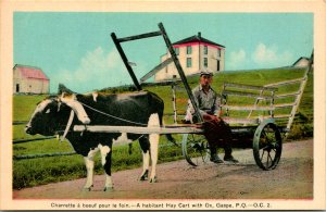 Hay Cart with Ox Farmer Gaspe Quebec Canada Postcard unused 1915-30s