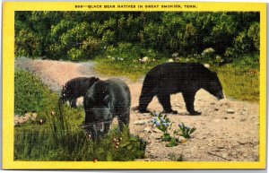 Postcard animal Black Bear Natives in Great Smokies Tennessee