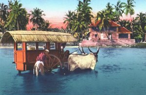 Indonesia Indian Ox Wagon Citarum River Java Vintage Postcard 05.41