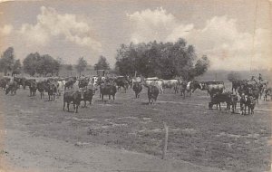 Dairy Herd Cows El Centro, California, USA Unused 