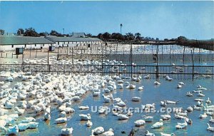 Long Island Ducks in Long Island, New York