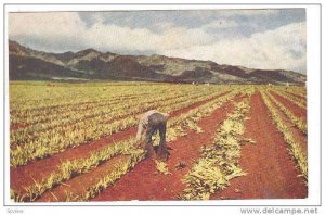 Planting Pineapple, Fruits, 1940-1960s