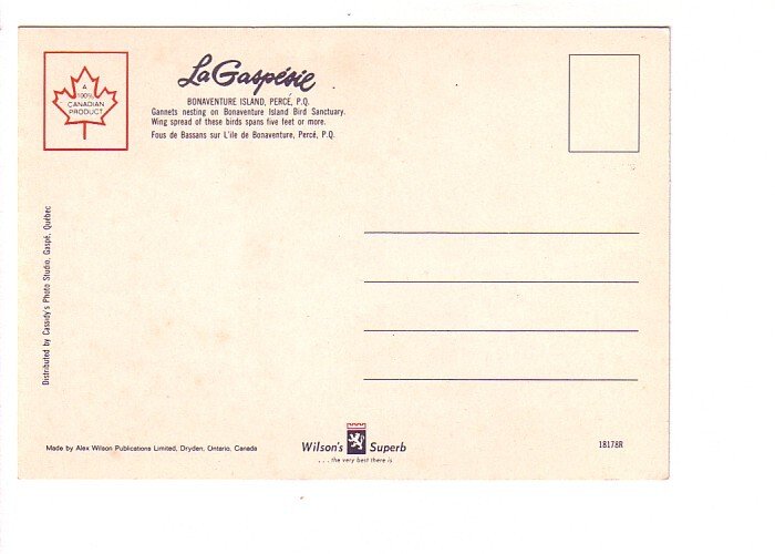 Gannets, Bonaventure Island, Perce Quebec, Birds