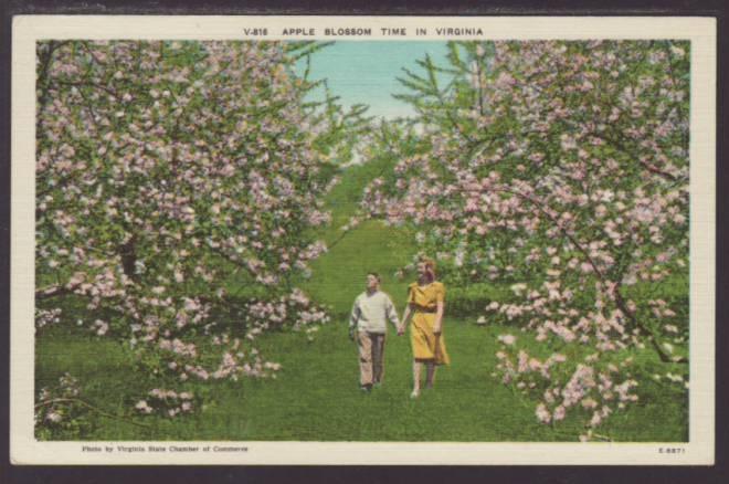 Apple Blossom Time in Virginia Postcard 