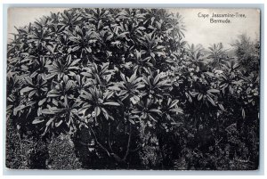 Bermuda Postcard View of Big Cape Jessamine-Tree c1910 Antique Unposted