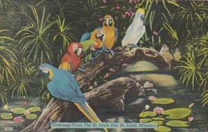 Missouri St Louis Colorful Parrots Greetings From The St Louis Zoo 1950