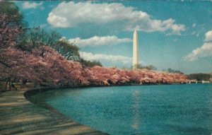 Washington D C The Washington Monument At Cherry Blossom Time 1964