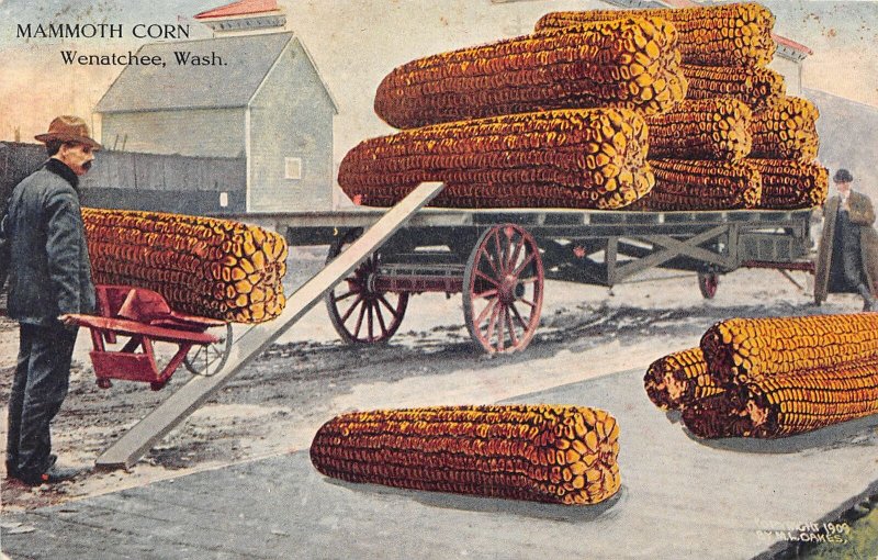 G33/ Wenatchee Washington Postcard 1910 Exaggeration Corn Cobs Comic