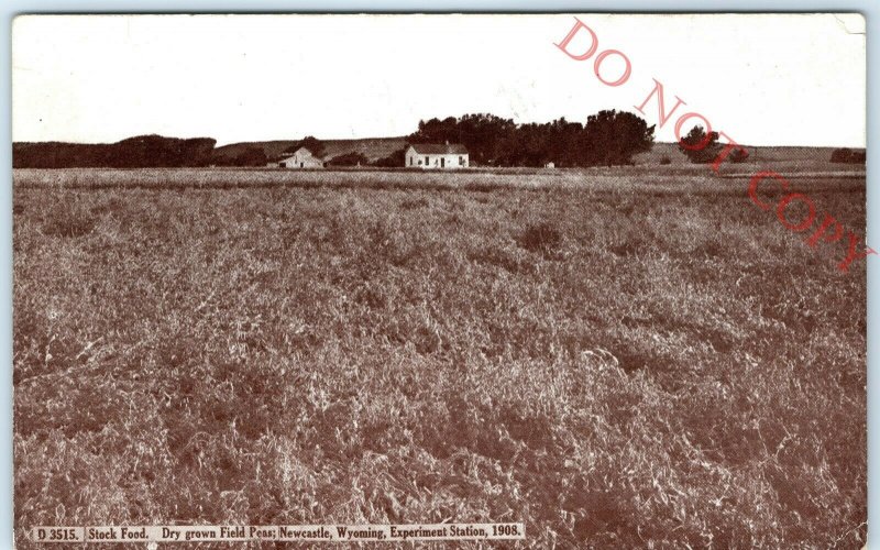 1908 Newcastle, Wyo. Litho Photo Postcard Experiment Station Field Peas Farm A26