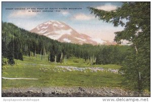 Oregon South Sister Mountain Sheep Grazing At The Foot Of Sheep Grazing At Th...