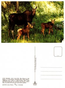 Cow Moose and Calves, Yellowstone National Park (8877)