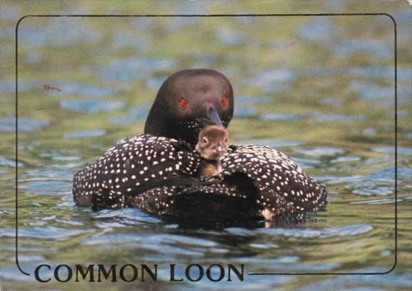 Minnesota State Bird The Common Loon