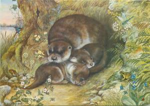 Otters by Helen Babington postcard