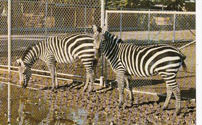 Canada Calgary Grant's Zebras Grant & Gerda The Calgary Zoo