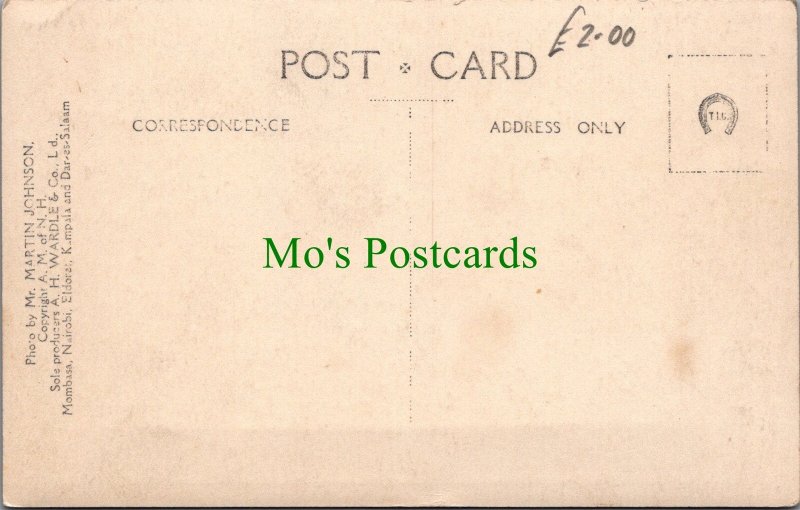 Animals Postcard - Pride of Lions, African Wildlife SW6438