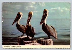 Three Pelicans in Tropical Florida 4x6 VINTAGE Postcard 1617