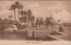 Egypt Postcard - Cairo Landscape - Camels  RS33760