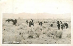 Nevada Desert Burros 1960s RPPC Photo Postcard 22-8409