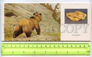 477696 USSR 1989 year Flerov dinosaurs Cave Bear postcard