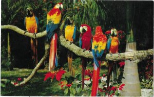 Colorful and Noisy Macaws at the Bird Park Avalon Catalina Island California