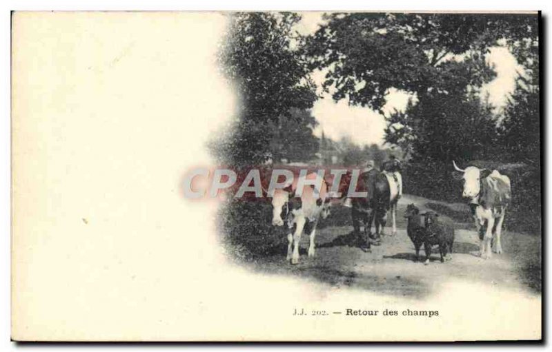 Old Postcard Cows Back from the fields Sheep