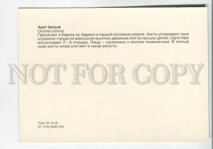 195566 Europe white stork old postcard