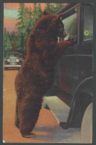 Ca 1938 PPC* Yellowstone National Park A Bear Begging For Food Mint