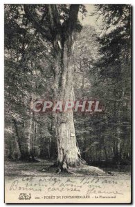 Old Postcard Tree Forest of Fontainebleau The Pharamond