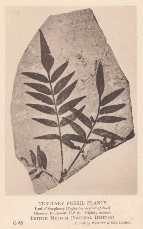 Leaf of Soapberry Sapindus Stellariafolius Plant Fossil Antique Postcard