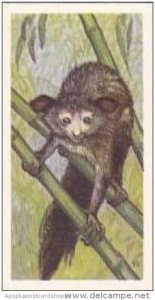 Brooke Bond Vintage Trade Card Wildlife In Danger 1963 No 6 Aye-Aye