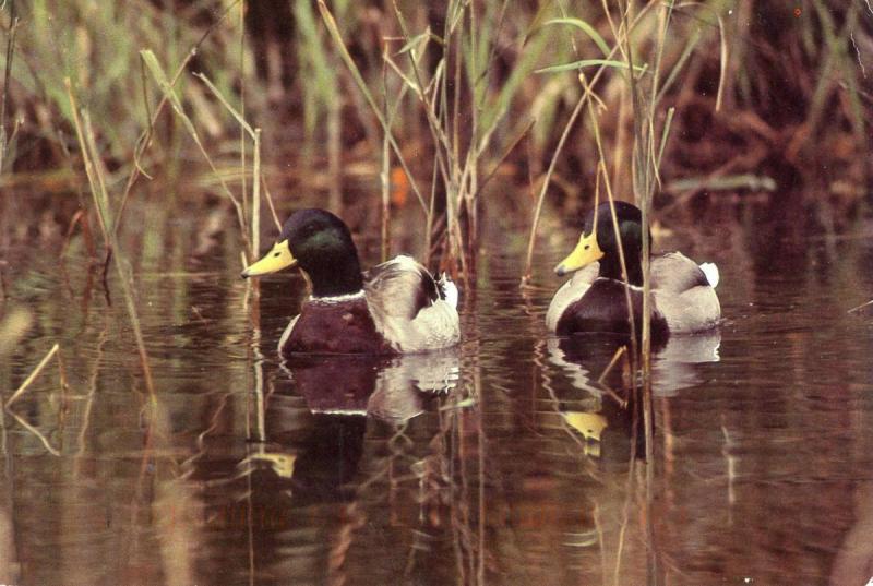 Canard Malard - Mallard Duck in Canada