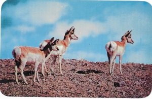 Group of Antelope on the Prairies of Wyoming