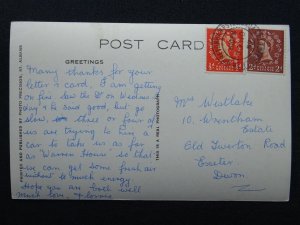 Devon DARTMOOR PONIES c1950s RP Postcard by Photo Precision