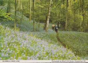 Bluebells Flowers at Oakland Hertfordshire Womens Institute Postcard