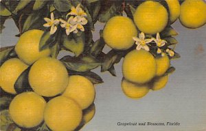 Grapefruit and Blossoms Florida, USA Fruit Assorted 1953 Missing Stamp 