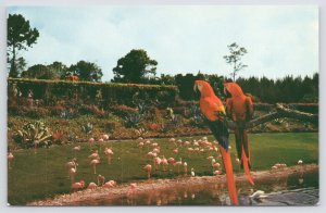 Animal~Mac & Marshall~Scarlet Macaws Study Flamingos~Miami Parrot Jungle~Vtg PC