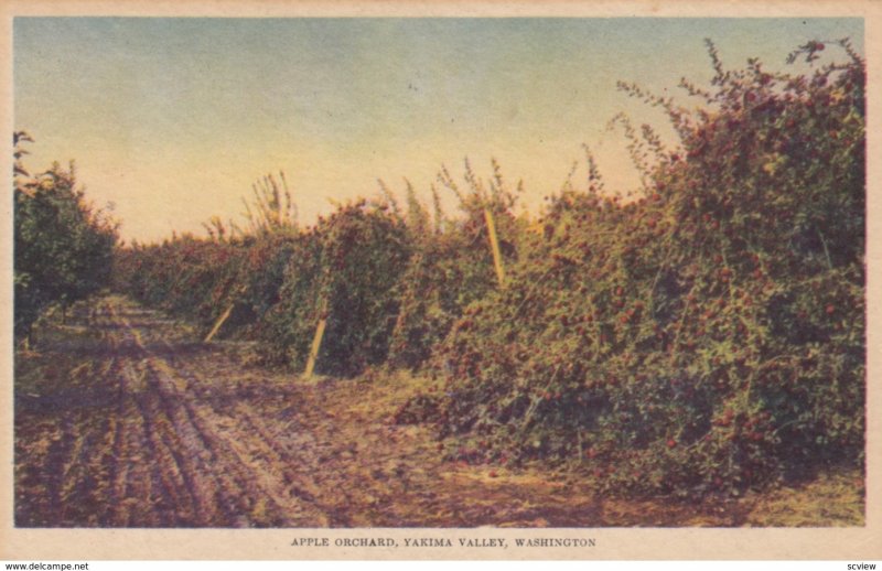 Apple Orchard , Yakima Valley , Washington , 00-10s